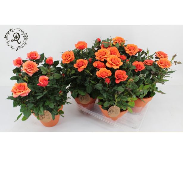 VRTNICA ROYAL SARON L14