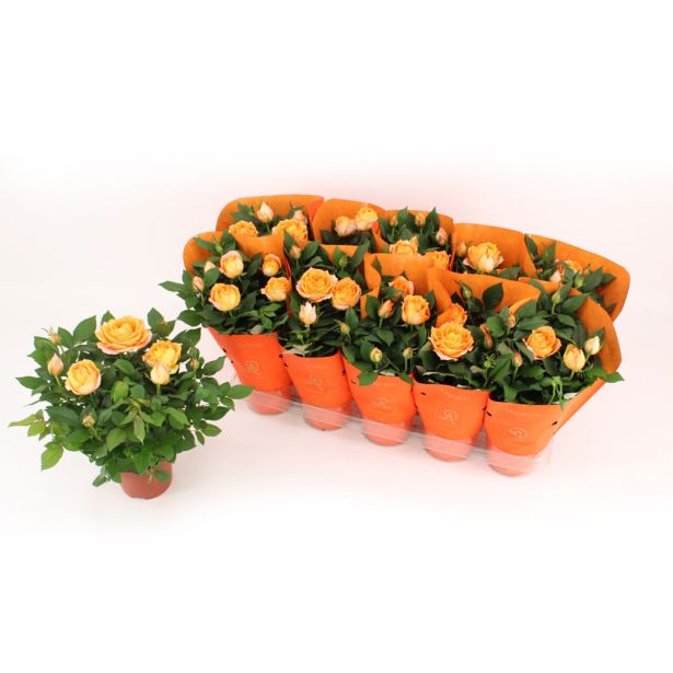 VRTNICA SOBNA KORDANA L12 CM