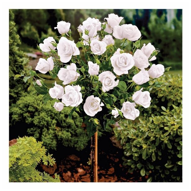 VRTNICA STEBELNA VIŠ 90CM L18