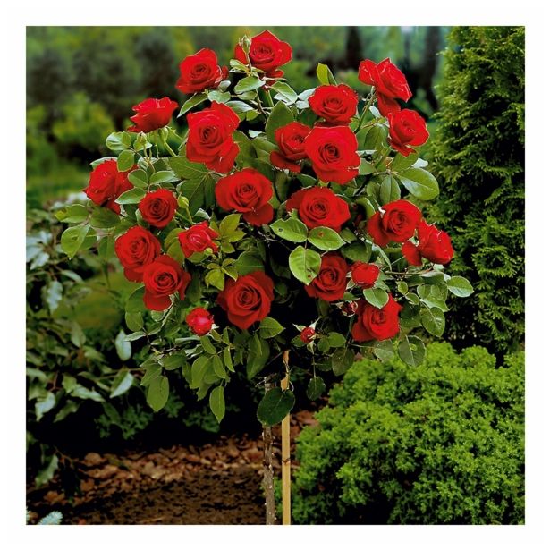 VRTNICA STEBELNA VIŠ 90CM L18