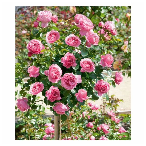 VRTNICA STEBELNA VIŠ 90CM L18