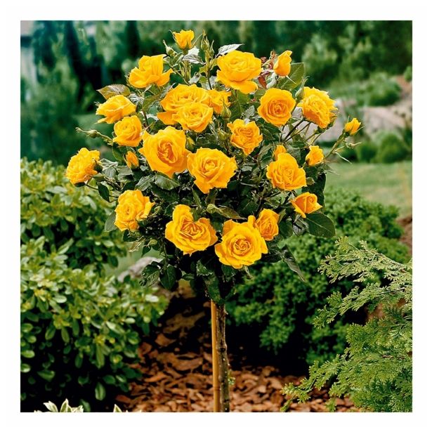 VRTNICA STEBELNA VIŠ 90CM L18