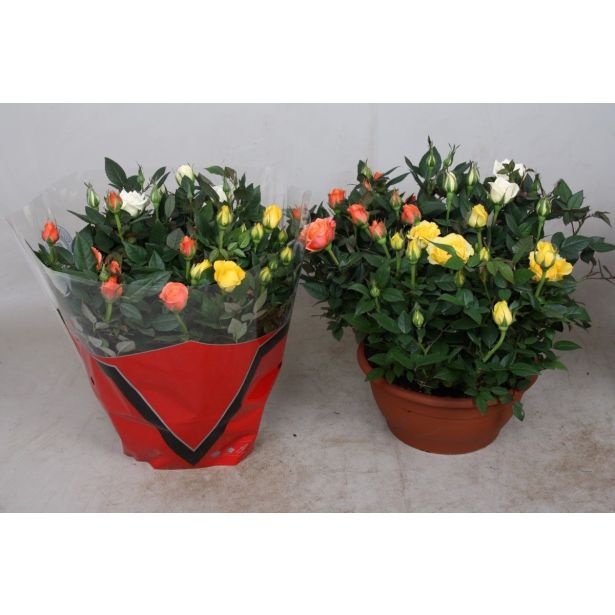 VRTNICA V SKLEDI MIX L21