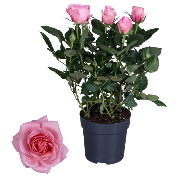 VRTNICA VICTORY MIX L10.5