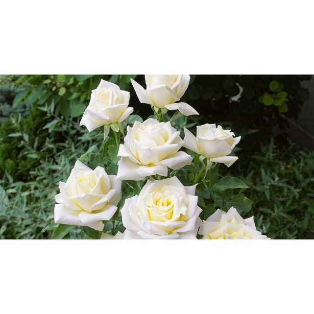 VRTNICA VIRGO PLEZAJOČA BELA 2L VREČKA