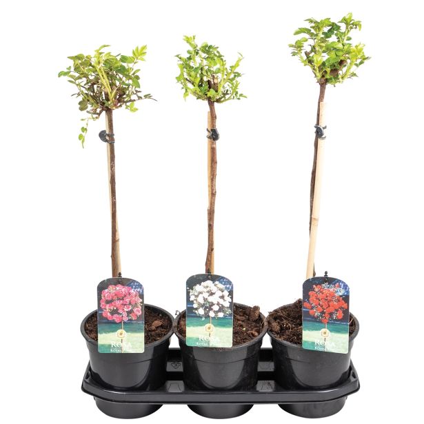 VRTNICA VRTNICA NA STEBLU