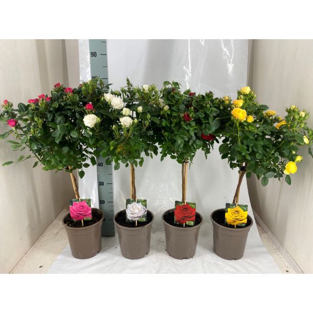 VRTNICA VRTNICA NA STEBLU MIX L19