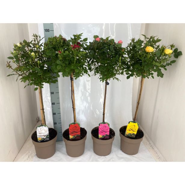 VRTNICA VRTNICA NA STEBLU MIX L21