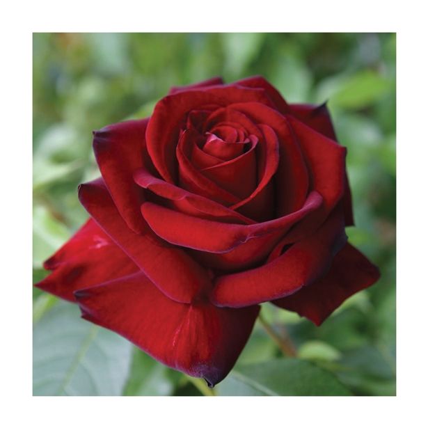 VRTNICA VRTNICE ČAJEVKE