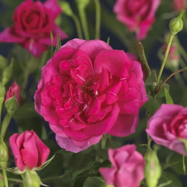 VRTNICA VZPENJAVA PREMIUM L2 L