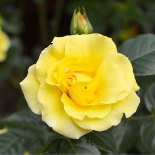 VRTNICA VZPENJAVA PREMIUM L2 L