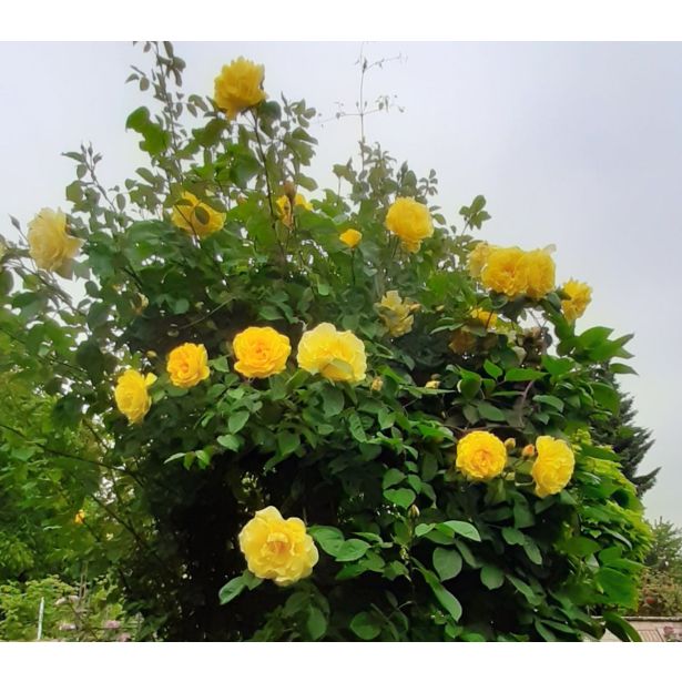 VRTNICA Z ZDRAVIM LISTJEM GOLDEN GATE KORDES VZPENJAVKA L2 L