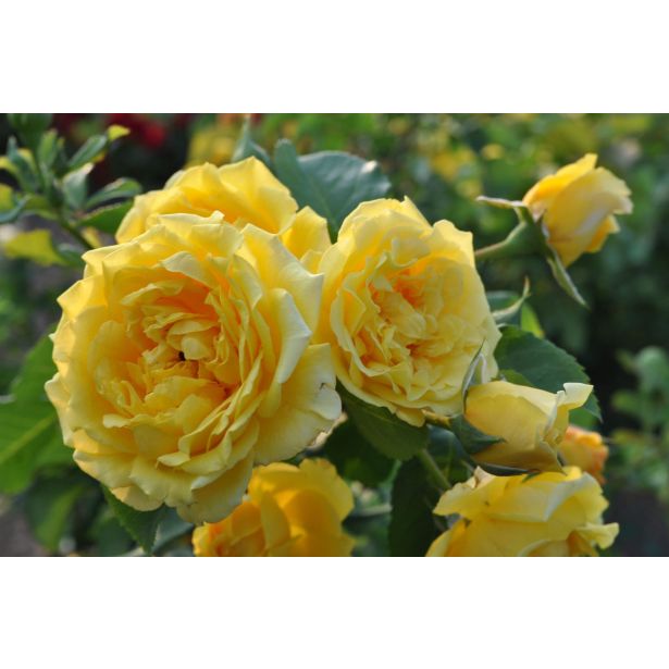 VRTNICA Z ZDRAVIM LISTJEM GOLDEN GATE KORDES VZPENJAVKA L2 L