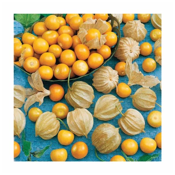 ZELENJAVNA SADIKA DOBRO & ZDRAVO ANDSKA KOSMULJA