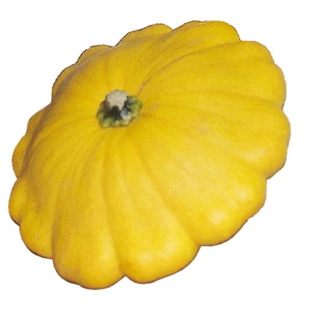 PLODOVKE DOBRO & ZDRAVO BUČKE SUNBURST F1