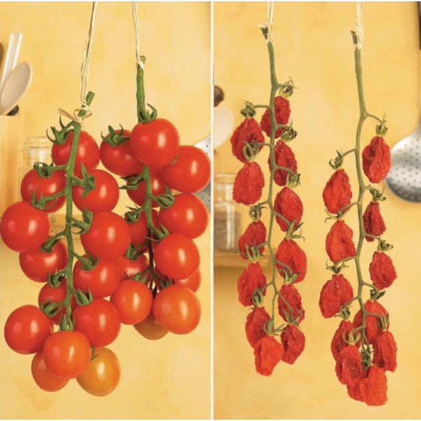 PLODOVKE DOBRO & ZDRAVO CEPLJEN PARADIŽNIK TOMATO 'TOMACCIO'
