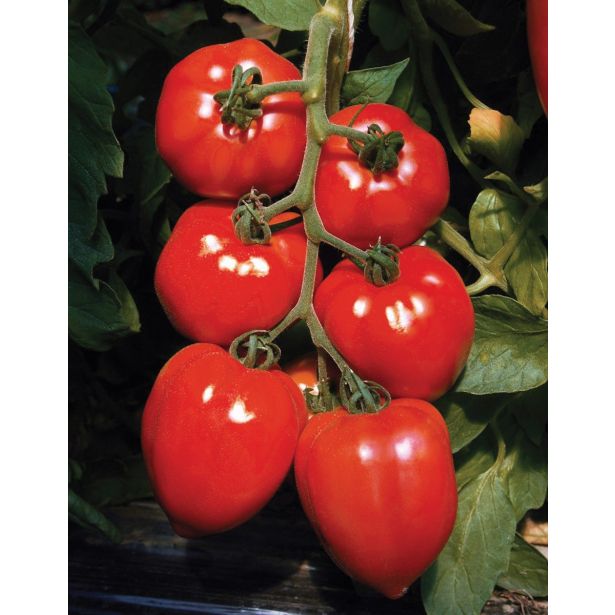 PLODOVKE DOBRO & ZDRAVO CEPLJENI PARADIŽNIK FLEURETTE