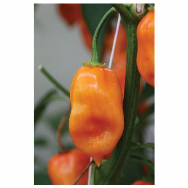 PLODOVKE DOBRO & ZDRAVO ČILI ORANGE FIRE