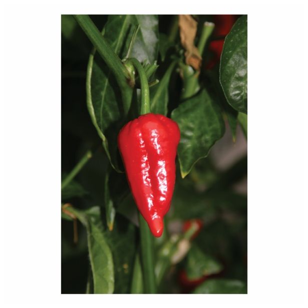 PLODOVKE DOBRO & ZDRAVO ČILI RED HELL