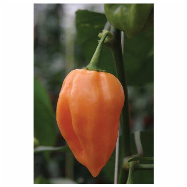 VRTNINA DOBRO & ZDRAVO ČILI S'PINK POWER