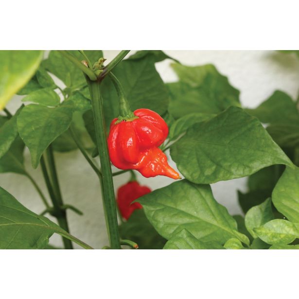 PLODOVKE DOBRO & ZDRAVO ČILI SCORPION'S BITE (RED SCORPION)