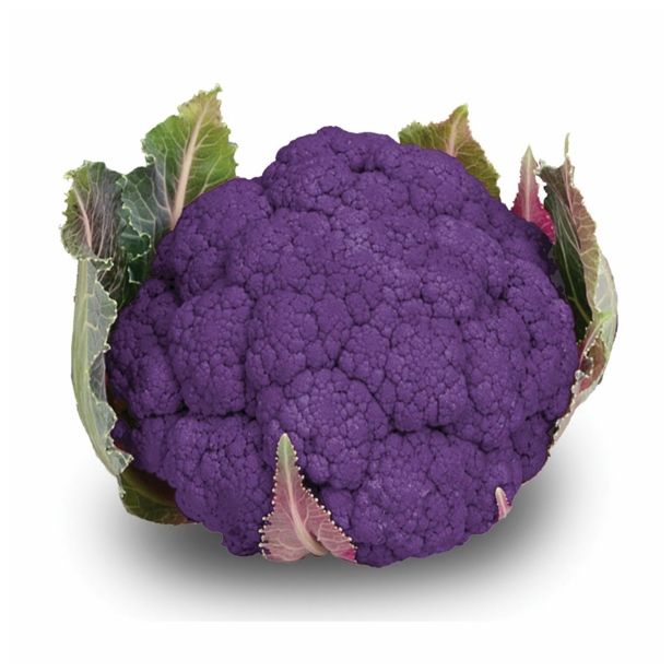 VRTNINA DOBRO & ZDRAVO CVETAČA GRAFFITI F1