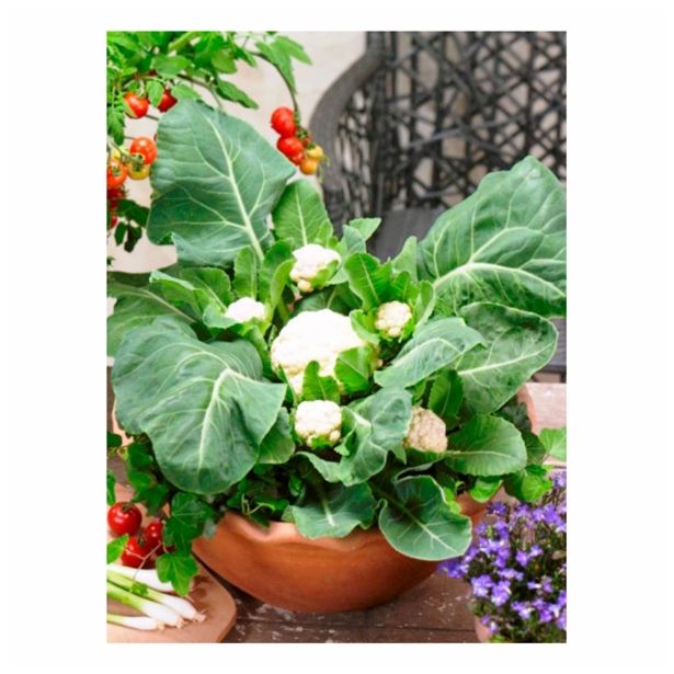 VRTNINA DOBRO & ZDRAVO CVETAČA MULTI HEAD F1