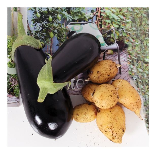 VRTNINA DOBRO & ZDRAVO JAJČEVEC CEPLJEN NA KROMPIR