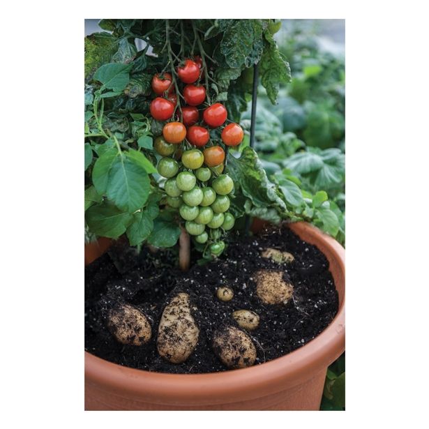 PLODOVKE DOBRO & ZDRAVO PARADIŽNIK CEPLJEN NA KROMPIR