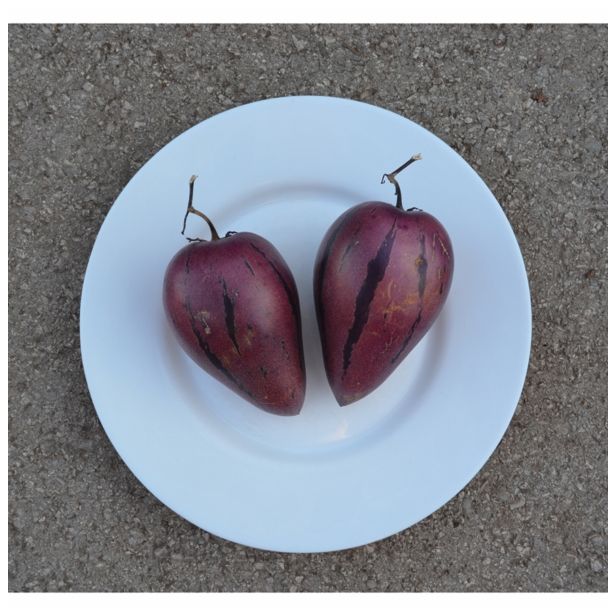 ZELENJAVNA SADIKA DOBRO & ZDRAVO PEPINO