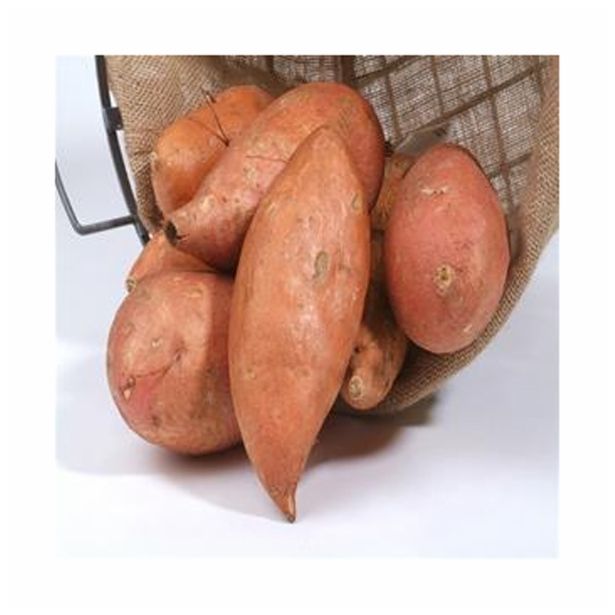 ZELENJAVNA SADIKA DOBRO & ZDRAVO SLADEK KROMPIR