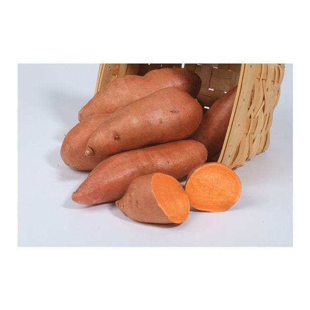 VRTNINA DOBRO & ZDRAVO SLADEK KROMPIR EVANGELINE ORANŽEN