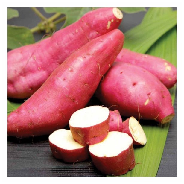 ZELENJAVNA SADIKA DOBRO & ZDRAVO SLADEK KROMPIR MURASAKI