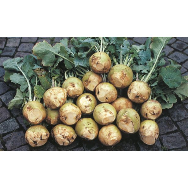 VRTNINA SADIKE KOLERABA 9 KOS