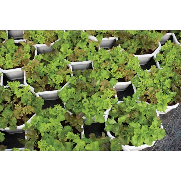 LISTNA ZELENJAVA MEŠANICA SOLAT