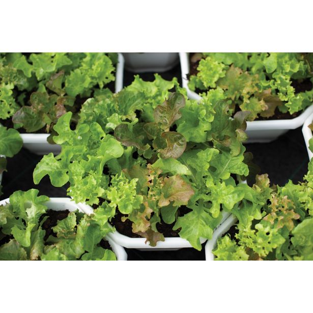 LISTNA ZELENJAVA MEŠANICA SOLAT