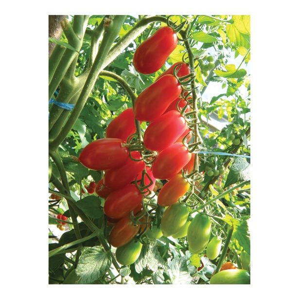 PLODOVKE PARADIŽNIK MIX 27 CM S PLODOVI