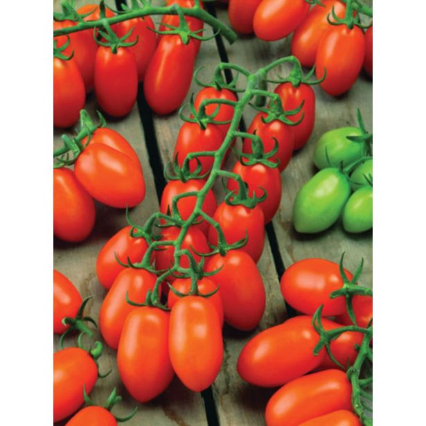 PLODOVKE PARADIŽNIK MIX 27 CM S PLODOVI