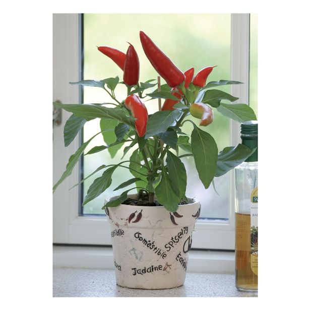 PLODOVKE VOLMARY BANANA FEFERONI L10.5