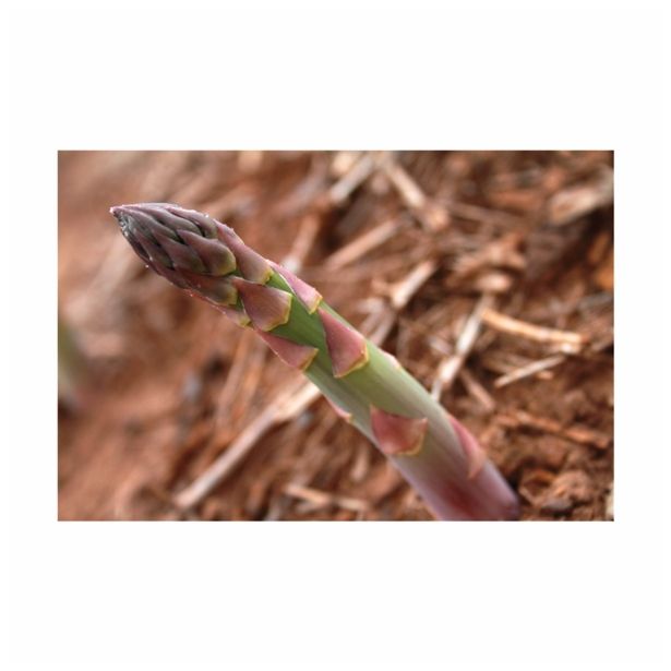 VRTNINA VOLMARY BELI ŠPARGELJ