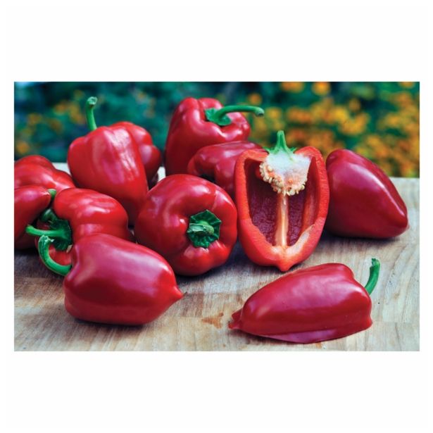 PLODOVKE VOLMARY BLOK PAPRIKA ALMIRA MIDI RED