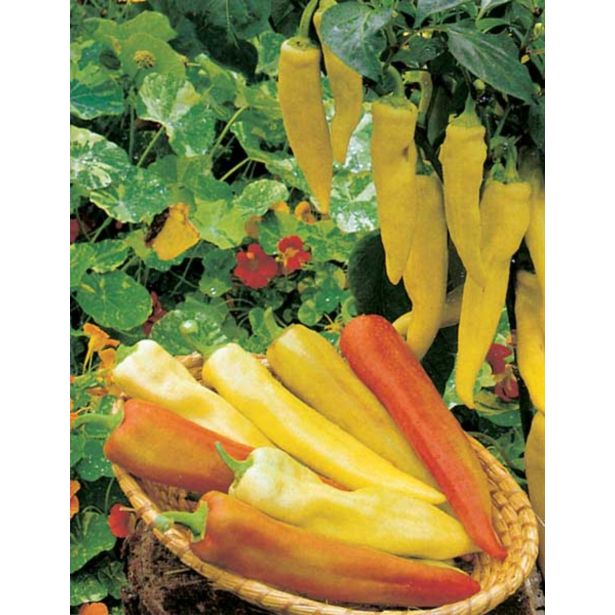 PLODOVKE VOLMARY CAPSICIM ANNUM 10.5 CM PINOKKIO F1