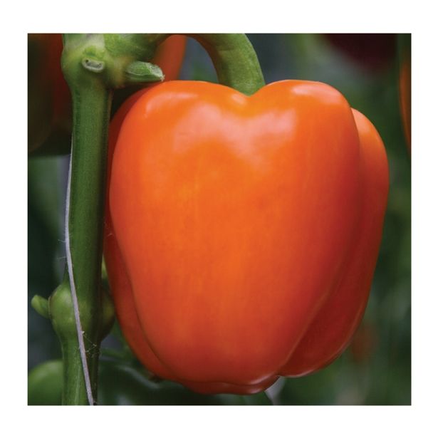 PLODOVKE VOLMARY CAPSICUM ANNUUM BELUGA ORANGE