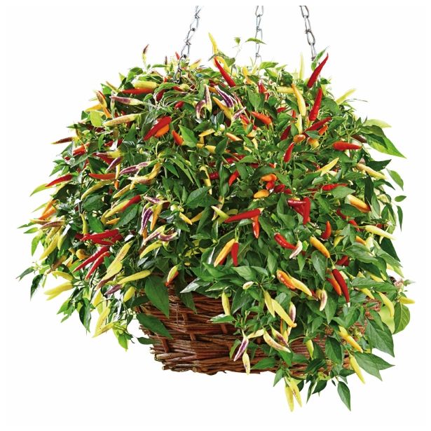 PLODOVKE VOLMARY CAPSICUM ANNUUM VOLANTE HOT RED