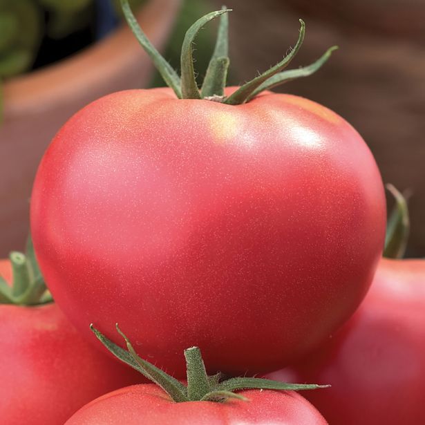 PLODOVKE VOLMARY CEPLJEN PARADIŽNIK MAXI ROSE