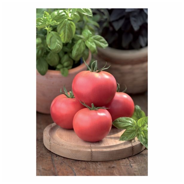 PLODOVKE VOLMARY CEPLJEN PARADIŽNIK MAXI ROSE