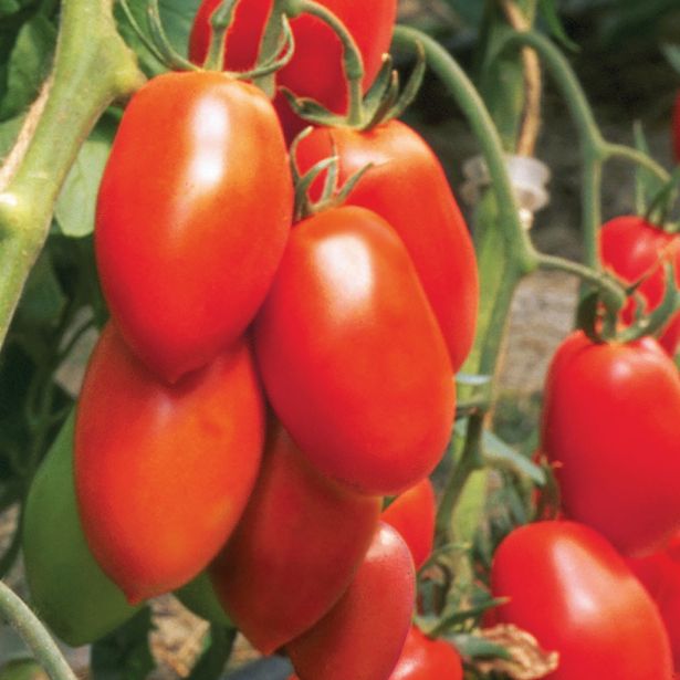 PLODOVKE VOLMARY CEPLJEN PARADIŽNIK RED