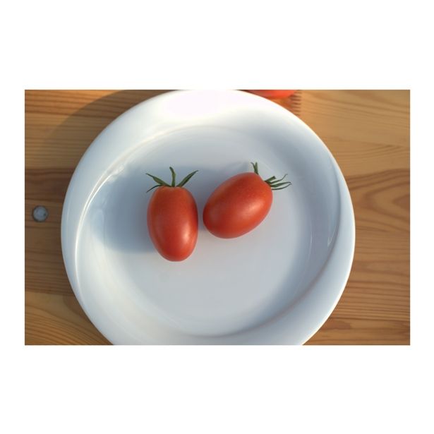 PLODOVKE VOLMARY CEPLJEN PARADIŽNIK RED