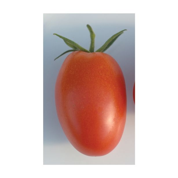 PLODOVKE VOLMARY CEPLJEN PARADIŽNIK RED