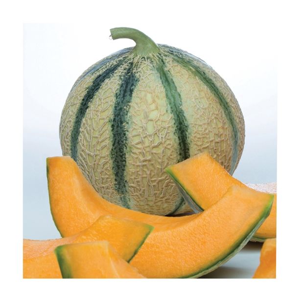 PLODOVKE VOLMARY CEPLJENA MELONA PERSEUS